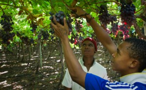 Sainsbury's to educate workers in South Africa and Kenya - Douglas Stafford Mystery Shopping