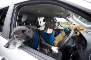 Volkswagen teaches dogs to drive - Douglas Stafford Mystery Shopping